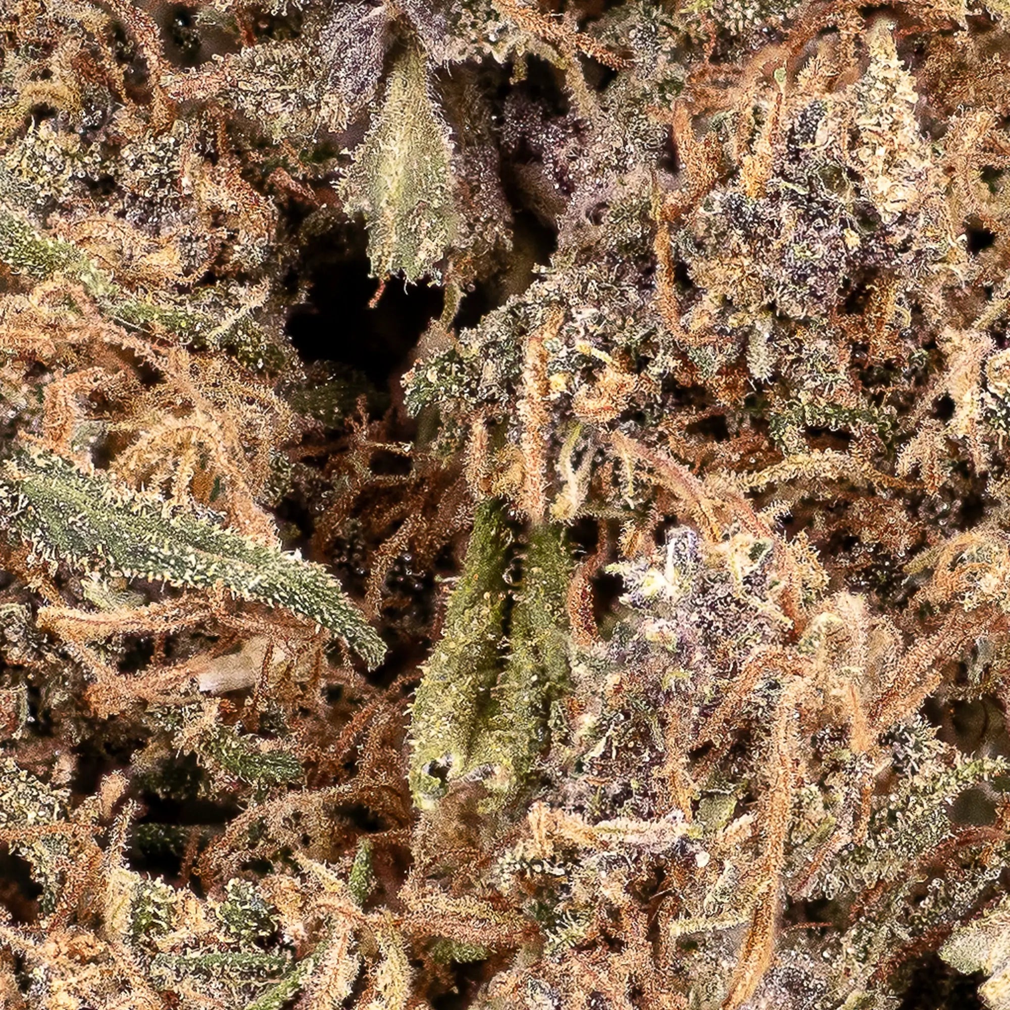 Sundae Diver - 17% CBD