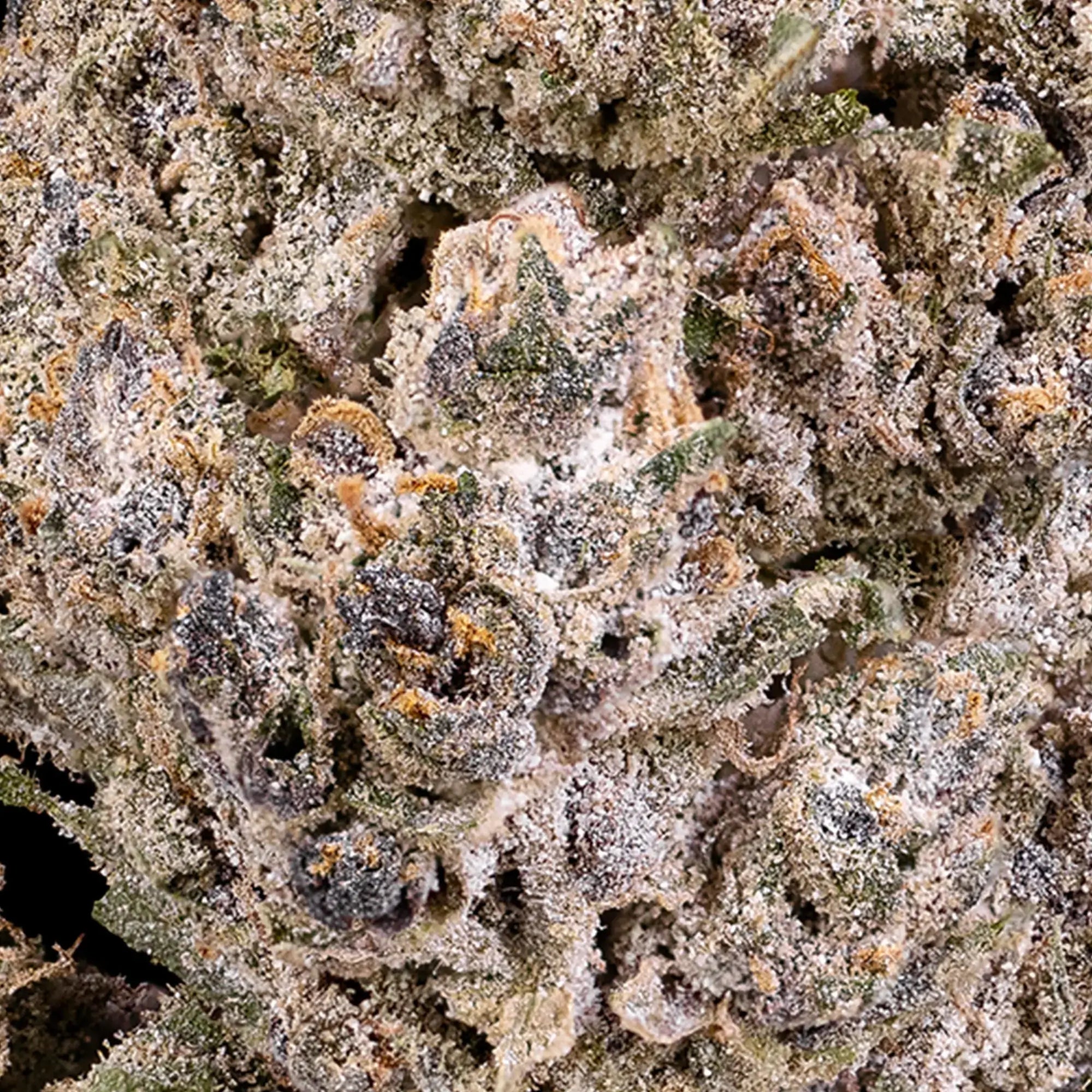 Blue Dream - 24% THCA