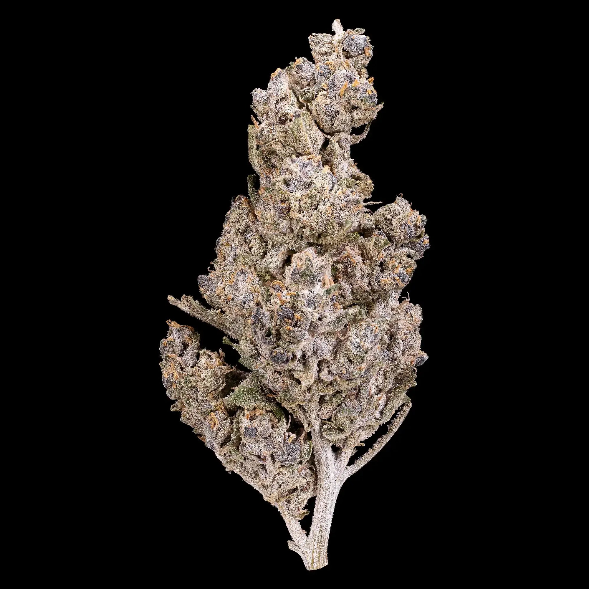 Blue Dream - 24% THCA